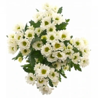 Chryzantéma SAN KINDLY WHITE