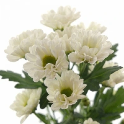 Chryzantéma SAN KINDLY WHITE 1150 g