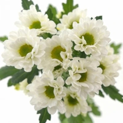 Chryzantéma SAN KINDLY WHITE