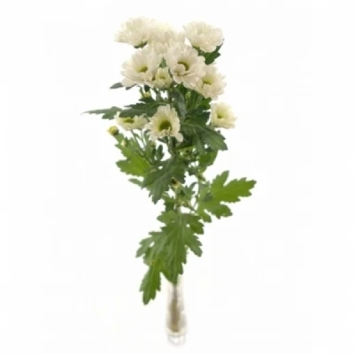 Chryzantéma SAN KINDLY WHITE