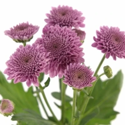 Chryzantéma SAN KISMO PINK 1200 g