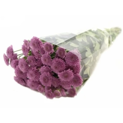 Chryzantéma SAN KISMO PINK