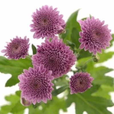 Chryzantéma SAN KISMO PINK