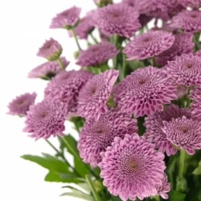 Chryzantéma SAN KISMO PINK