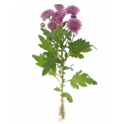 Chryzantéma SAN KISMO PINK