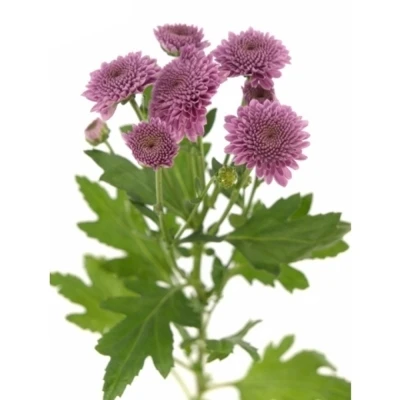 Chryzantéma SAN KISMO PINK