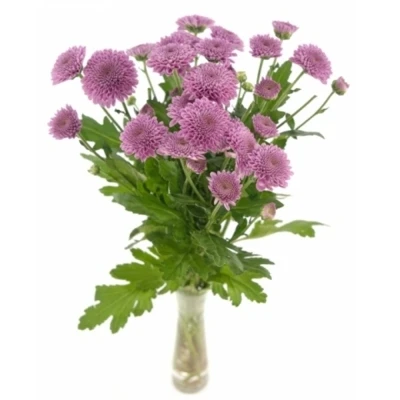 Chryzantéma SAN KISMO PINK