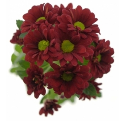 Chryzantéma SAN LADYBIRD