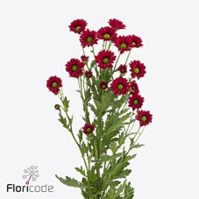 Chryzantéma SAN LADYBIRD 1000 g