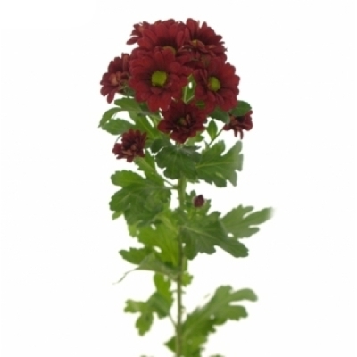 Chryzantéma SAN LADYBIRD