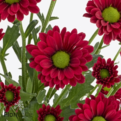 Chryzantéma SAN LADYBIRD