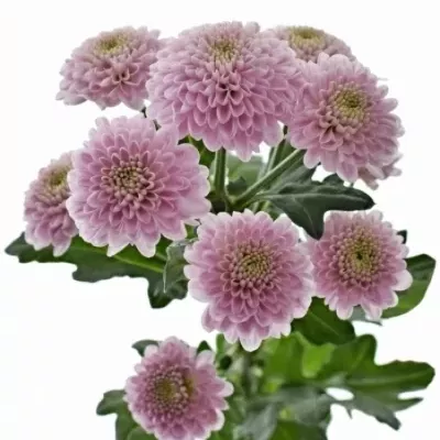 Chryzantéma SAN LARKY 1000g