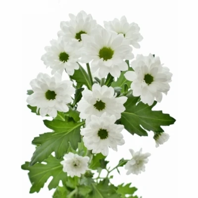 Chryzantéma SAN LEGEND 1100g