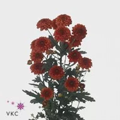 Chryzantéma SAN LEXY RED 1300g