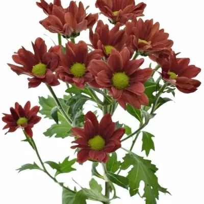 Chryzantéma SAN LISETTE 1000g