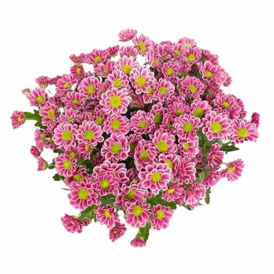 Chryzantéma SAN LUBOV