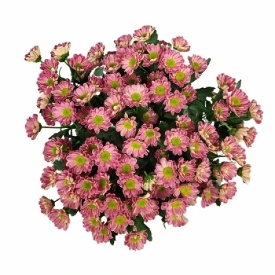 Chryzantéma SAN LUBOV CHERRY