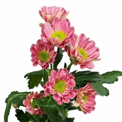 Chryzantéma SAN LUBOV CHERRY 850 g