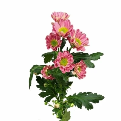 Chryzantéma SAN LUBOV CHERRY