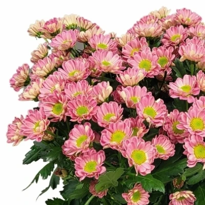 Chryzantéma SAN LUBOV CHERRY