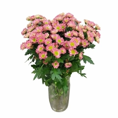 Chryzantéma SAN LUBOV CHERRY