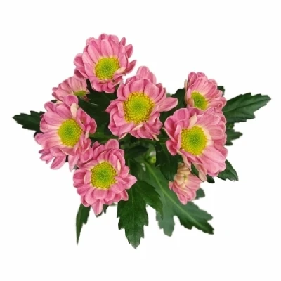 Chryzantéma SAN LUBOV CHERRY