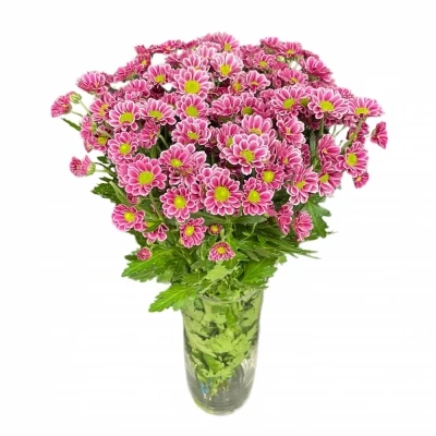 Chryzantéma SAN LUBOV