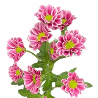 Chryzantéma SAN LUBOV 900 g