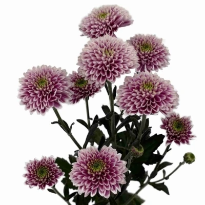 Chryzantéma SAN LUCA 1100 g