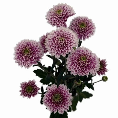 Chryzantéma SAN LUCA