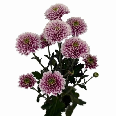 Chryzantéma SAN LUCA