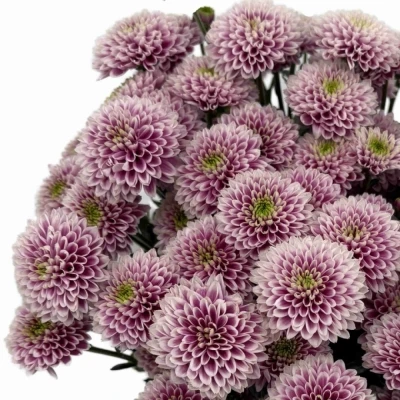 Chryzantéma SAN LUCA