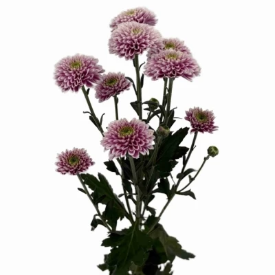 Chryzantéma SAN LUCA