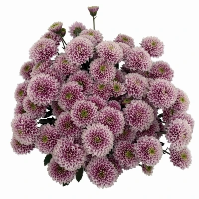 Chryzantéma SAN LUCA