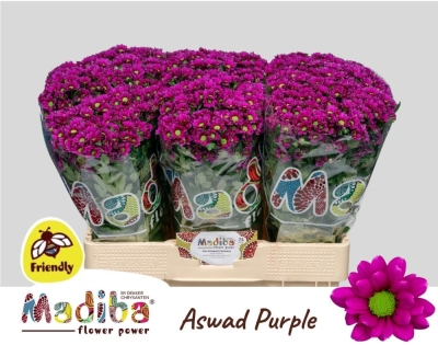 Chryzantéma SAN MADIBA ASWAD PURPLE 900 g