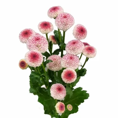 Chryzantéma SAN MADIBA BICO BONGA 850g