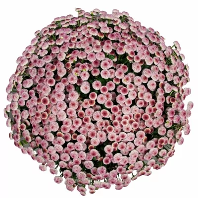 Chryzantéma SAN MADIBA BICO BONGA