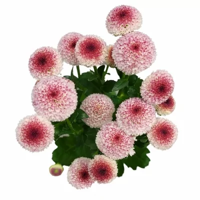 Chryzantéma SAN MADIBA BICO BONGA