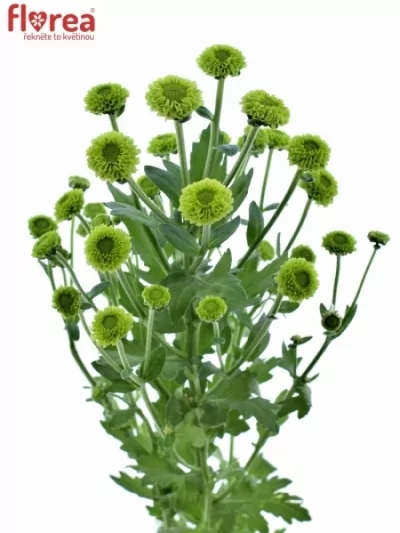 Chryzantéma SAN MADIBA GREEN BRITS DAISY 1100g