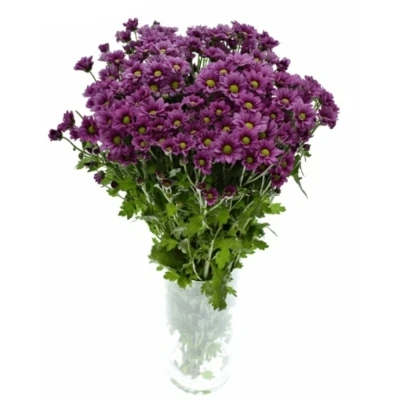 Chryzantema SAN MADIBA JOMBE PURPLE