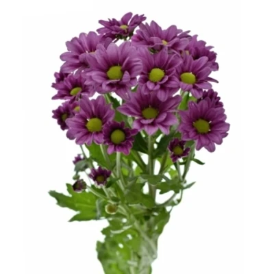 Chryzantema SAN MADIBA JOMBE PURPLE