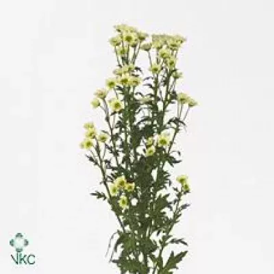 Chryzantéma SAN MADIBA LINDI CREAM 900g