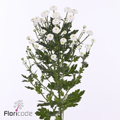 Chryzantéma SAN MADIBA LUMIE WHITE