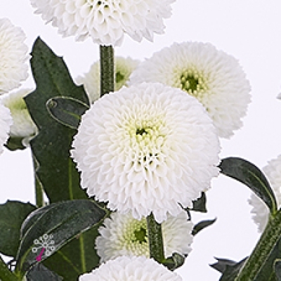 Chryzantéma SAN MADIBA LUMIE WHITE 900 g
