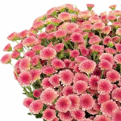 Chryzantéma SAN MADIBA MADIBA CHERRY TYOLO