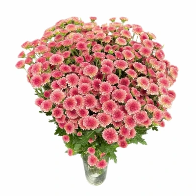 Chryzantéma SAN MADIBA MADIBA CHERRY TYOLO