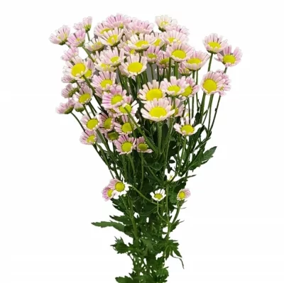 Chryzantéma SAN MADIBA PINK KERIO SPIDER