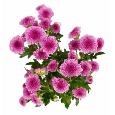 Chryzantéma SAN MADIBA PINK TYOLO 1100 g