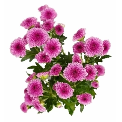 Chryzantéma SAN MADIBA PINK TYOLO