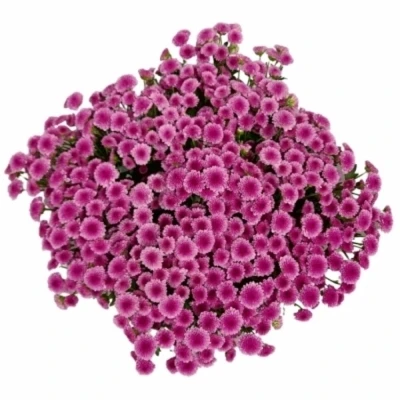 Chryzantéma SAN MADIBA PINK TYOLO